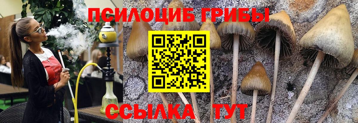 закладки  Псилоцибиновые грибы ЛСД  Вход с VPN  Рассказово  Псилоцибиновые грибы Magic Shrooms 